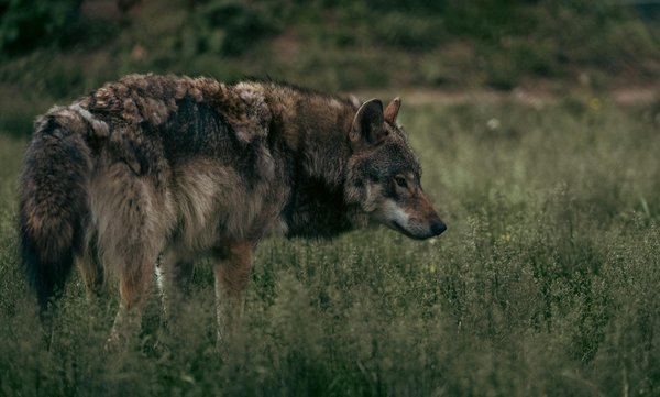 Comment les animaux sauvages soignent-ils leurs blessures?