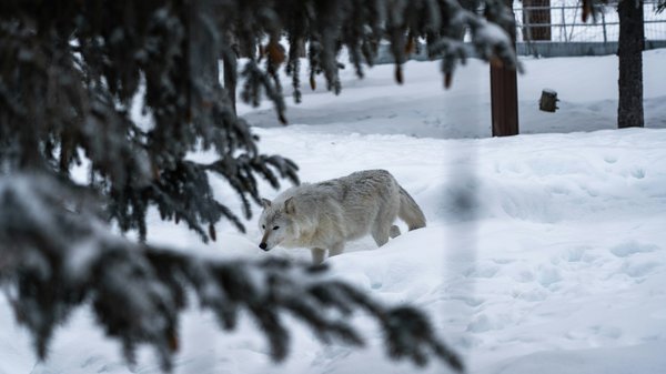 Quels sont les facteurs qui déterminent la hiérarchie au sein d'une meute de loups?