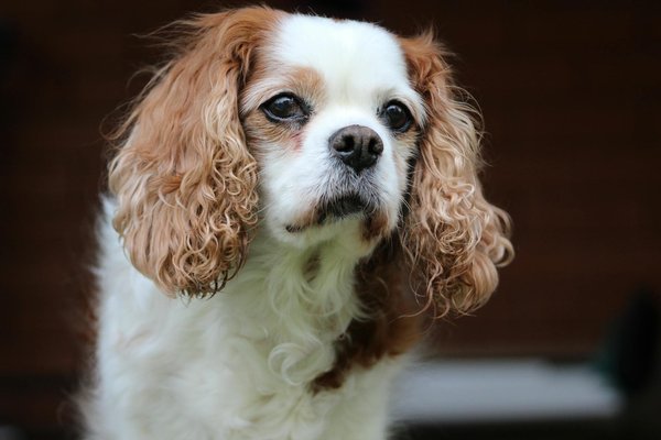 Quels sont les avantages d'une promenade quotidienne pour un chien de race King Charles Spaniel?