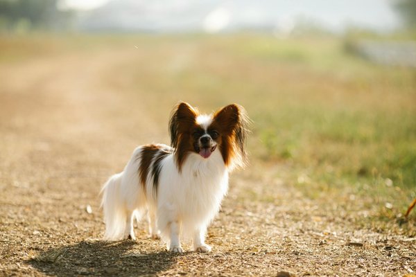 Comment apprendre à un chien de race Papillons à signaler lorsqu'il a besoin de sortir pour ses besoins?