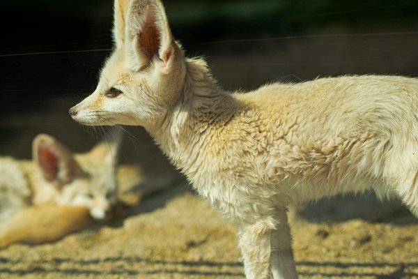 Quels sont les signes de dépression chez un fennec en captivité?