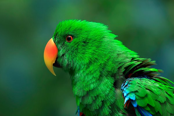 Quelles sont les plantes toxiques à éviter dans un habitat pour perroquet eclectus?